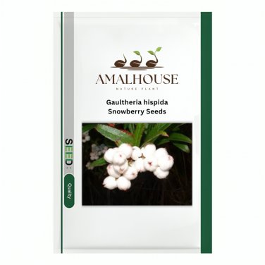Gaultheria hispida Snowberry - 5 PCS Seeds
