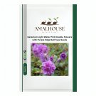 Geranium Light Water Pink Double Flowers with Purple Edge Ball Type - 30 PCS Seeds