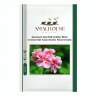 Geranium Rose Red to Milky White to Green Ball Types Double Flowers - 30 PCS Seeds