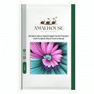 Gerbera Daisy Hybrid Apple Green Flowers with Purplish Black Centre - 100 PCS Seeds