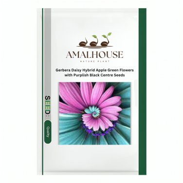 Gerbera Daisy Hybrid Apple Green Flowers with Purplish Black Centre - 100 PCS Seeds