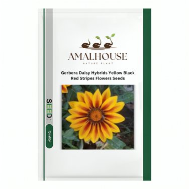 Gerbera Daisy Hybrids Yellow Black Red Stripes Flowers - 100 PCS Seeds