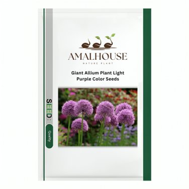Giant Allium Plant Light Purple Color - 100 PCS Seeds