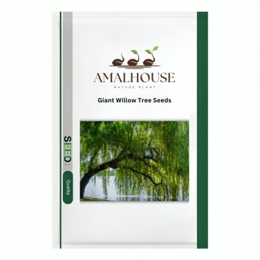 Giant Willow Tree - 200 PCS Seeds