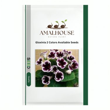 Gloxinia 2 Colors Available - 100 PCS Seeds