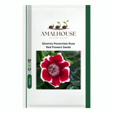 Gloxinia Perennials Rose Red Flowers - 100 PCS Seeds