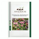 Gloxinia Plant Mixed Red White-Purple Red-White Dark-Purple Colors - 100 PCS Seeds