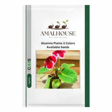 Gloxinia Plants 3 Colors Available - 100 PCS Seeds