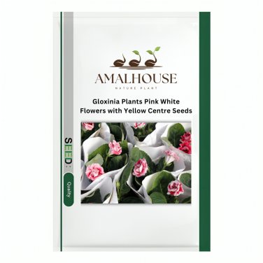 Gloxinia Plants Pink White Flowers with Yellow Centre - 100 PCS Seeds