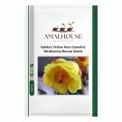 Golden Yellow Rare Camellia Nitidissima Bonsai - 50 PCS Seeds