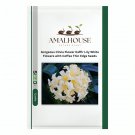 Gorgeous Clivia Flower Kaffir Lily White Flowers with Coffee Thin Edge - 100 PCS Seeds