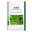 Green Tree cinnamon - 6 PCS Seeds