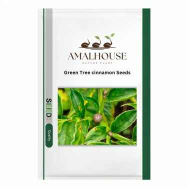 Green Tree cinnamon - 6 PCS Seeds