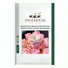 Greenovia The Mountain Rose Red Rose Garden Greenovia Flower Bonsai - 100 PCS Seeds