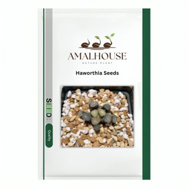 Haworthia - 10 PCS Seeds