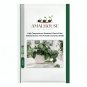 High Temperature Resistant Plants Pilea Notata Bonsai Tree Potted Courtyard - 50 PCS Seeds