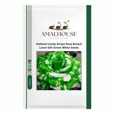 Holland Candy Stripe Rose Bonsai Lover Gift Green White - 50 PCS Seeds