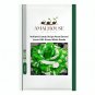 Holland Candy Stripe Rose Bonsai Lover Gift Green White - 50 PCS Seeds