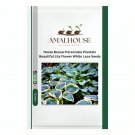 Hosta Bonsai Perennials Plantain Beautiful Lily Flower White Lace - 100 PCS Seeds