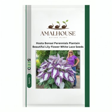 Hosta Bonsai Perennials Plantain Beautiful Lily Flower White Lace - 200 PCS Seeds