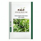 Hosta Bright Fresh Green Color - 200 PCS Seeds