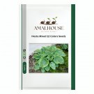 Hosta Mixed 12 Colors - 500 PCS Seeds