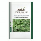 Hosta Light Army Green With Greyish White Edge - 200 PCS Seeds