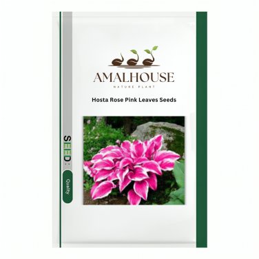 Hosta Rose Pink Leaves - 200 PCS Seeds