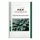 Hosta Sky Blue Leaves - 100 PCS Seeds