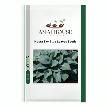 Hosta Sky Blue Leaves - 100 PCS Seeds