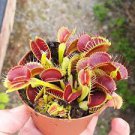 Hot Sale Insect-Catching Plant Enchantress Carnivorous Bonsai - 100 PCS Seeds