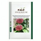 Hoya Potted Hoya Carnosa Flower Garden Plants - 20 PCS Seeds