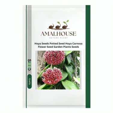 Hoya Potted Hoya Carnosa Flower Garden Plants - 20 PCS Seeds