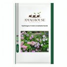 Hydrangea 2 Colors Available - 50 PCS Seeds