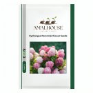 Hydrangea Perennial Flower - 10 PCS Seeds