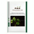 Hydrocotyle Vulgaris Aquatic Plants Money Grass Coins Grass Bonsai Plant - 30 PCS Seeds