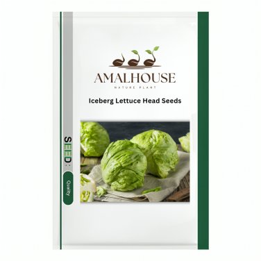 Iceberg Lettuce Head - 1000 PCS Seeds
