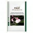 Impatiens Bequaertii Beautify Dancing Girl Orchid Flower - 50 PCS Seeds