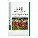 Impatiens walleriana Hook Mixed Busy Lizzy Flowers - 100 PCS Seeds