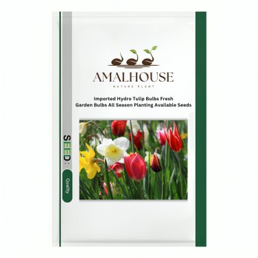 Imported Hydro Tulip Bulbs Fresh Garden Bulbs All Season Planting Available - 10 PCS Seeds