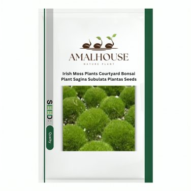 Irish Moss Plants Courtyard Bonsai Plant Sagina Subulata Plantas - 200 PCS Seeds
