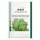 Jamaican CALLALOO (Edible Amaranth) Real Jamaican Organic Heirloom - 100 PCS Seeds