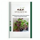 Janpanse Bonsai Coleus Plant Rainbow Dragon Foliage Plants - 100 PCS Seeds