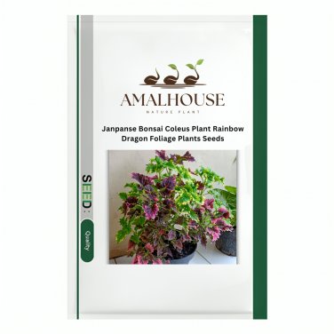 Janpanse Bonsai Coleus Plant Rainbow Dragon Foliage Plants - 100 PCS Seeds