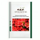 Japanese Azalea Dark Red Rhododendron Azalea Flowers - 100 PCS Seeds