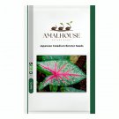 Japanese Caladium Bicolor - 20 PCS Seeds