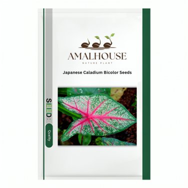 Japanese Caladium Bicolor - 20 PCS Seeds