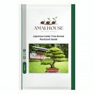 Japanese Cedar Tree Bonsai Resistant - 100 PCS Seeds