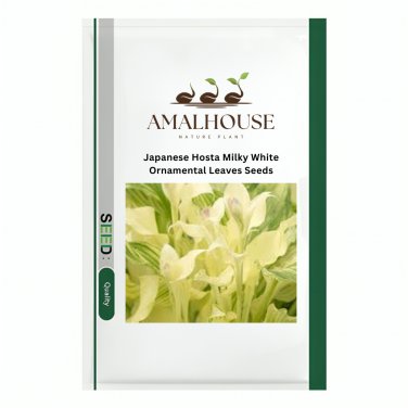 Japanese Hosta Milky White Ornamental Leaves - 200 PCS Seeds