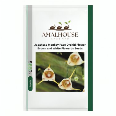 Japanese Monkey Face Orchid Flower Brown and White Flowerds - 200 PCS Seeds